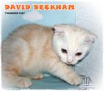 David Beckham - Scottish Fold Cat