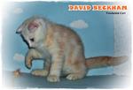 David Beckham - Scottish Fold Cat