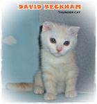 David Beckham - Scottish Fold Cat