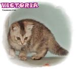 Victoria - Scottish Fold Cat