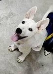 San Mao - Bull Terrier Mix Dog