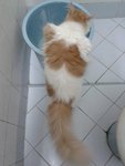 King Arthur - Domestic Long Hair + Persian Cat