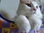 King Arthur - Domestic Long Hair + Persian Cat