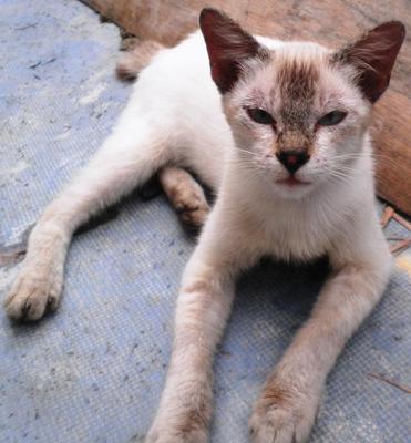 Babu - Siamese + Domestic Medium Hair Cat