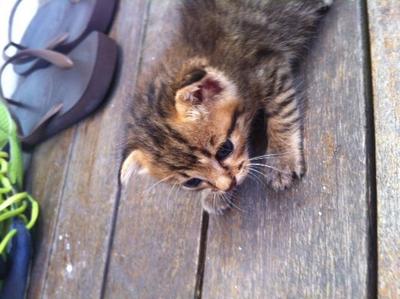 Scooter And Micro - American Shorthair Cat