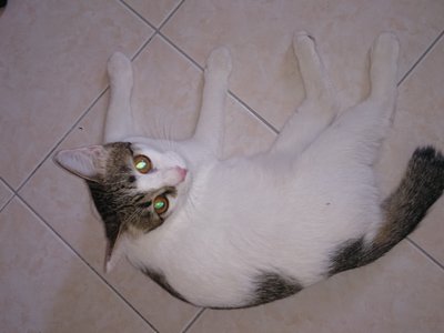 Yofu - Domestic Short Hair Cat