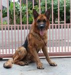 Super - German Shepherd Dog Dog