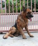 Super - German Shepherd Dog Dog