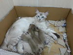 Kittens with mother