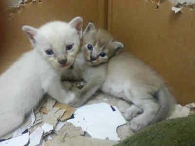 Kittens - Domestic Long Hair + Siamese Cat