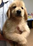 Big Bone Golden Retriever Imported - Golden Retriever Dog