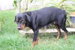 Baby - Rottweiler Dog