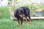 Baby - Rottweiler Dog