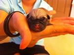 Pug Puppies - Pug Dog