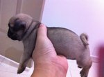 Pug Puppies - Pug Dog