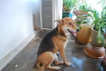 Summer Ooi - Mixed Breed Dog