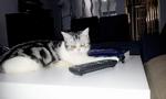 Marley - American Shorthair Cat