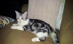 Marley - American Shorthair Cat