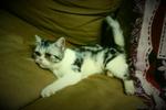 Marley - American Shorthair Cat