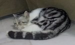 Marley - American Shorthair Cat