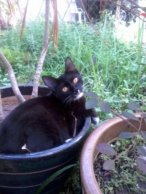 Mercy - Bombay Cat