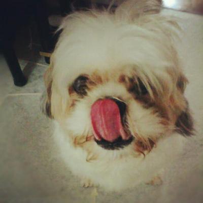 Bobo - Shih Tzu Dog