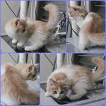 Leo - Domestic Long Hair Cat