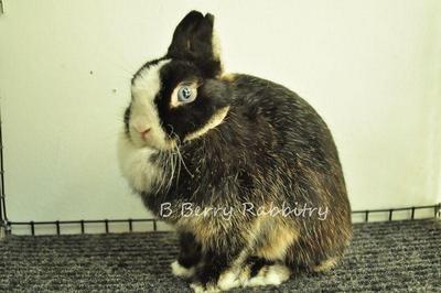 Netherland Dwarf - Black Vm3 - Netherland Dwarf Rabbit