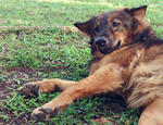 Carrie - Golden Retriever + Shepherd Dog