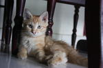 Kittens For Adoption - Domestic Long Hair Cat