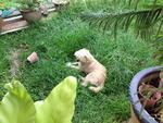 He simply loves the grass and have his meals there.