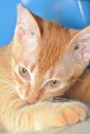 Ginger-rie - Domestic Short Hair Cat