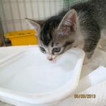 Drinks water from bowl