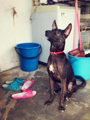 Charlie: Good Watchdog - Hound Mix Dog