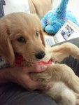 Toffee  - Golden Retriever Dog