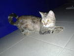 Tricolor - American Shorthair + Persian Cat