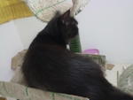 Nena - Domestic Long Hair Cat