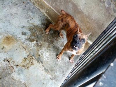 Tiger Boxer - Boxer Dog