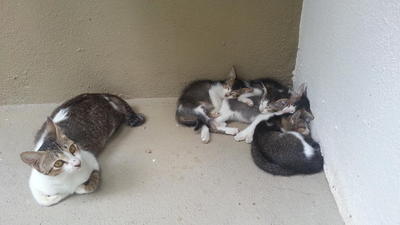  4 Kittens - Domestic Short Hair Cat