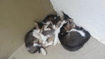  4 Kittens - Domestic Short Hair Cat