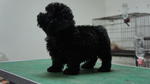 Toy Poodle For Sale - Poodle Dog