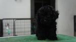 Toy Poodle For Sale - Poodle Dog