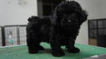 Toy Poodle For Sale - Poodle Dog