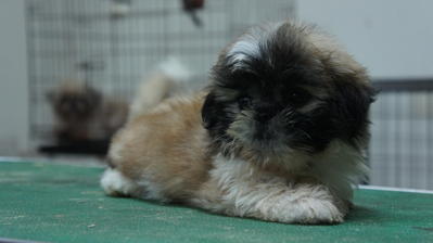 Shih Tzu For Sale - Shih Tzu Dog