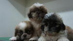 Shih Tzu For Sale - Shih Tzu Dog