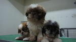 Shih Tzu For Sale - Shih Tzu Dog