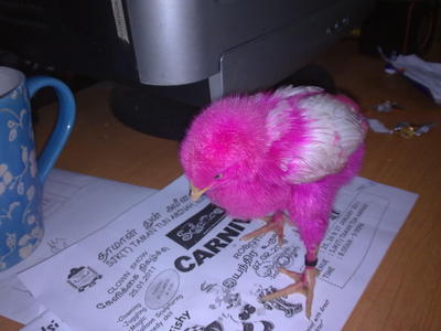 Pinky - Chicken Bird