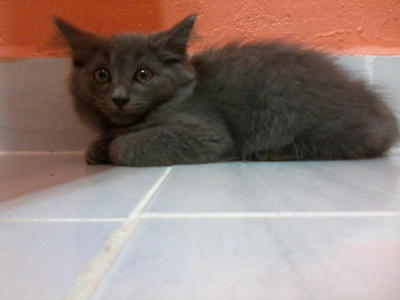 Dlh Kitten Murah - Persian + Domestic Long Hair Cat