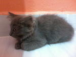 Dlh Kitten Murah - Persian + Domestic Long Hair Cat