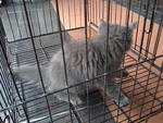 Dlh Kitten Murah - Persian + Domestic Long Hair Cat